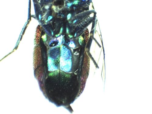 Réf. 296 598 : Chrysis inaequalis